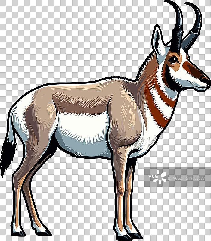 叉角羚站立侧视的颜色图片素材