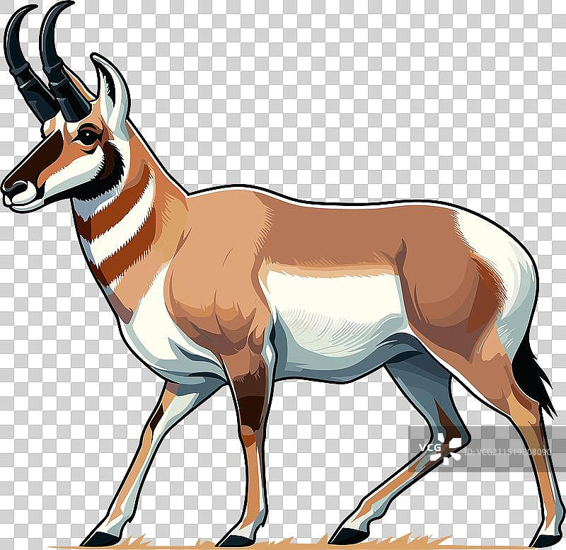 叉角羚站立侧视的颜色图片素材