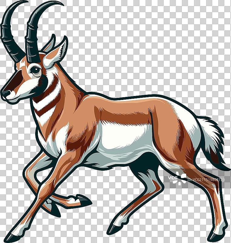 叉角羚站立侧视的颜色图片素材