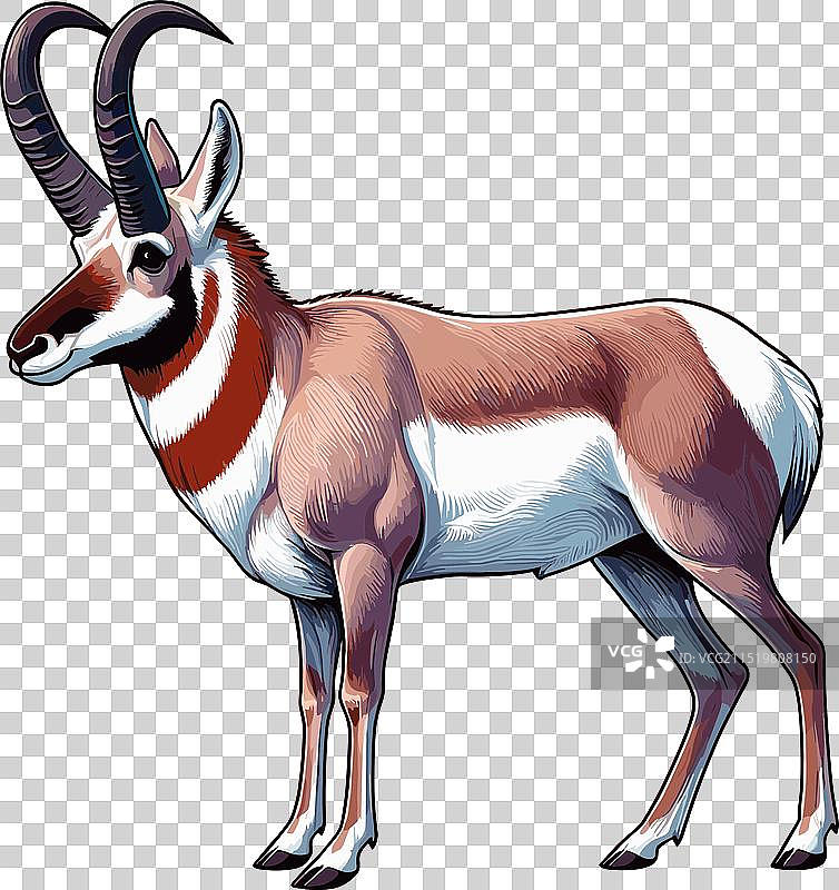 叉角羚站立侧视的颜色图片素材