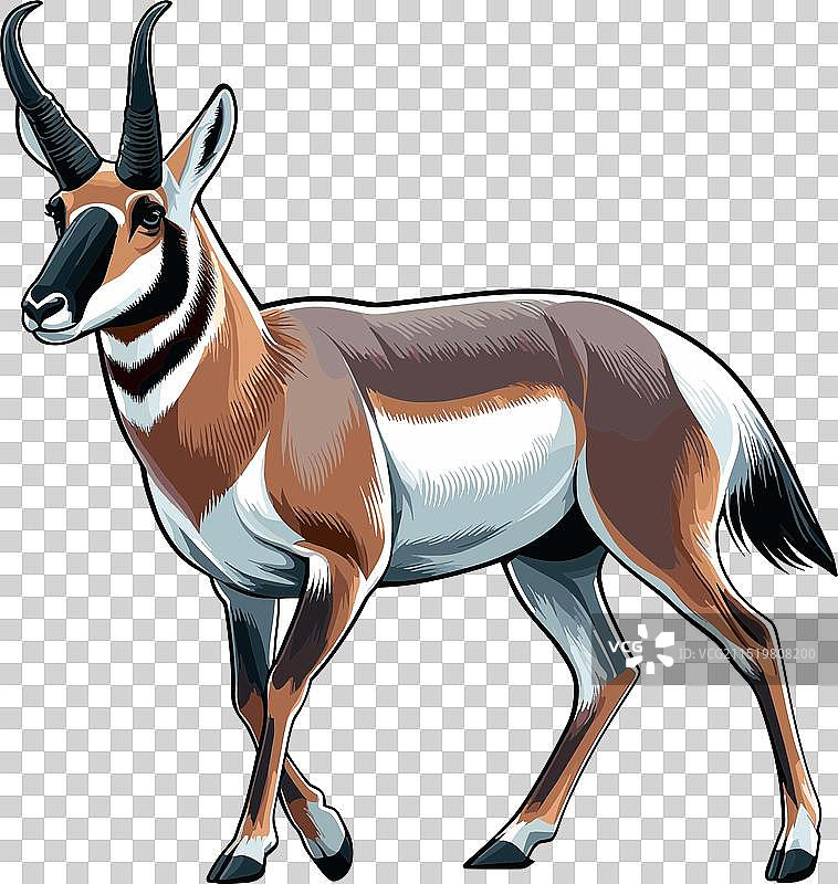 叉角羚站立侧视的颜色图片素材