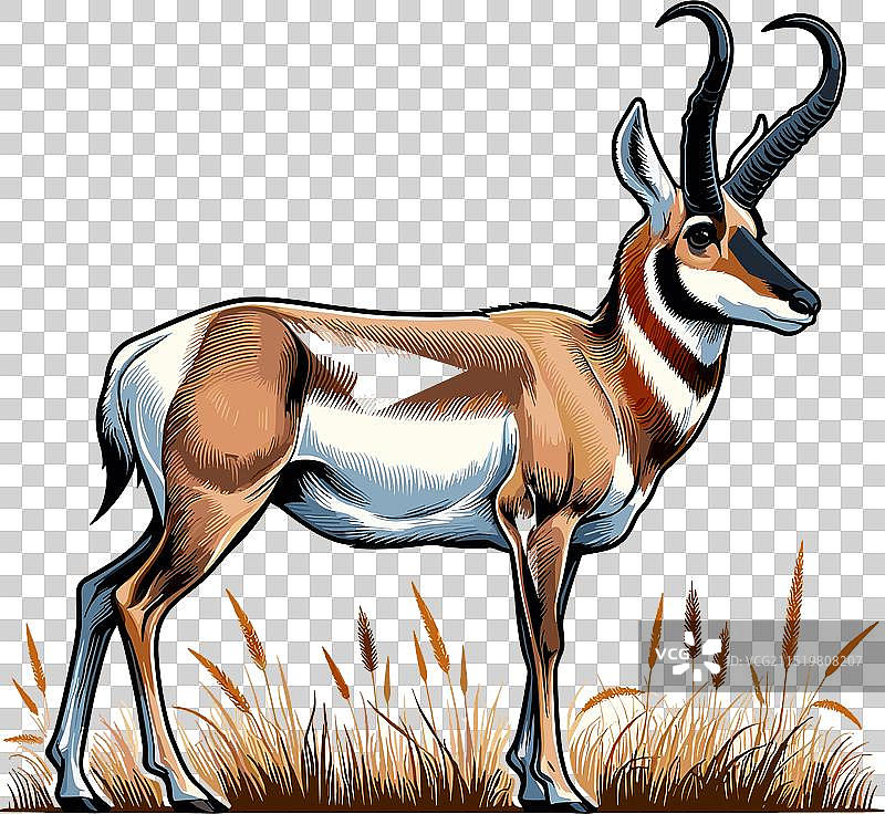 叉角羚站立侧视的颜色图片素材