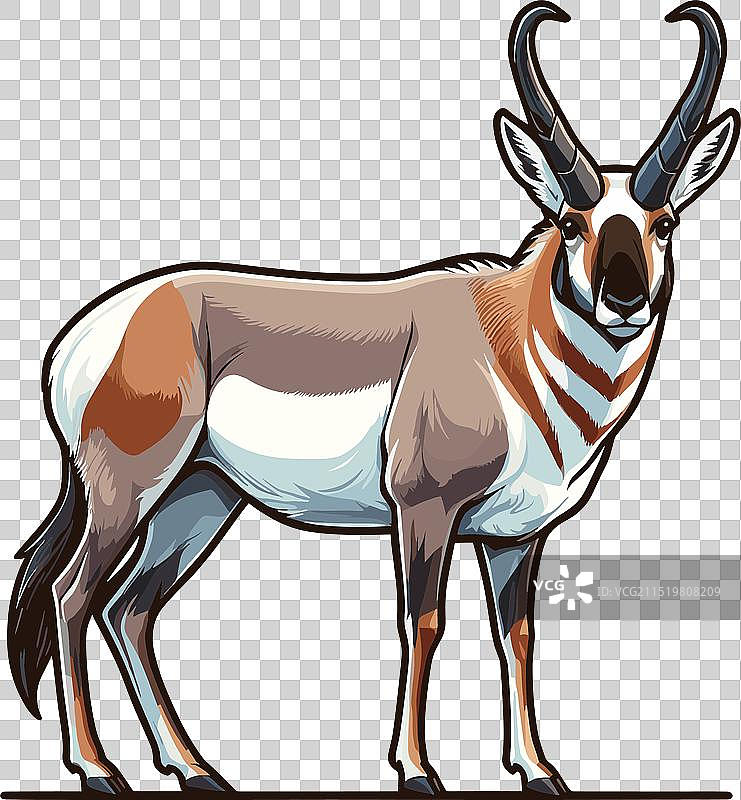 叉角羚站立侧视的颜色图片素材