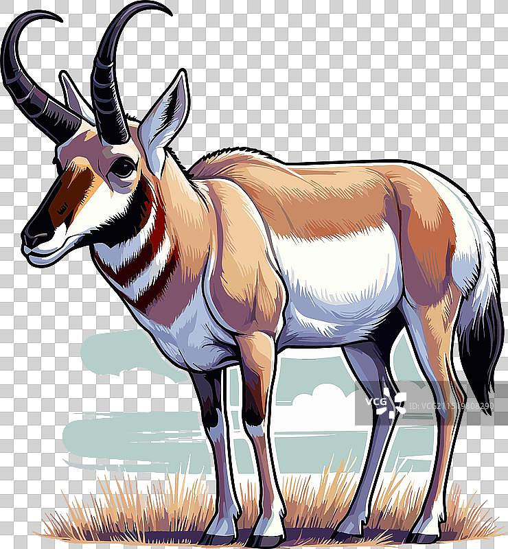叉角羚站立侧视的颜色图片素材