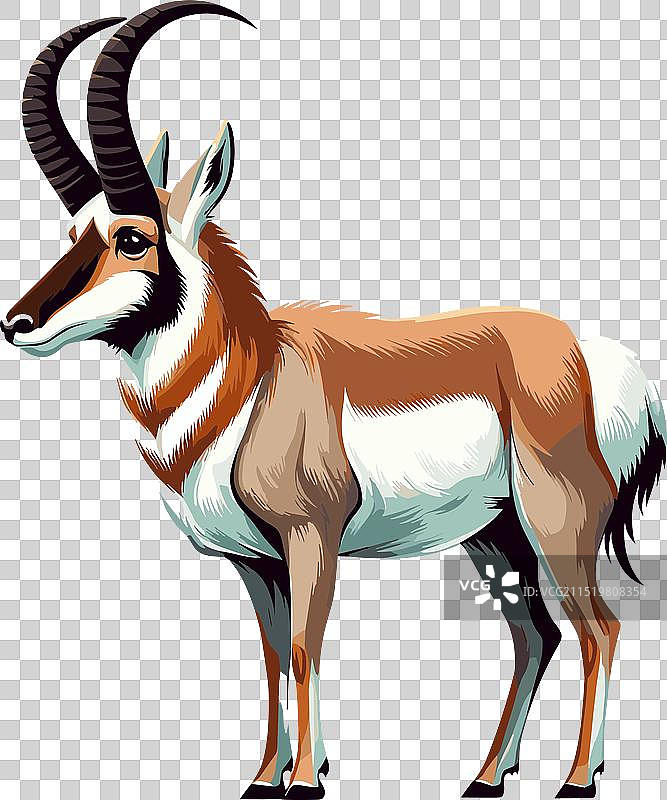 叉角羚站立侧视的颜色图片素材