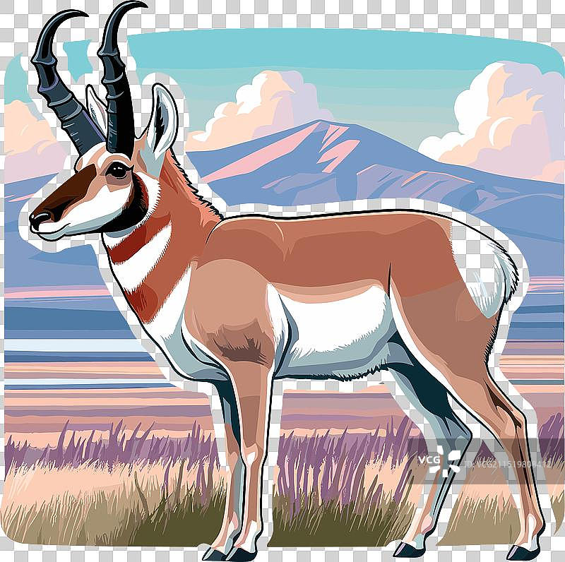 叉角羚站立侧视的颜色图片素材