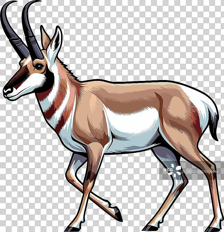 叉角羚站立侧视的颜色图片素材