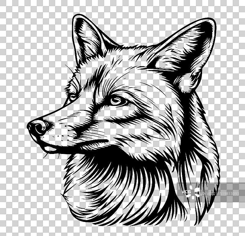 狐狸面部素描图片素材
