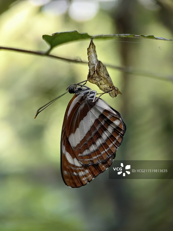 蝴蝶栖息在树叶上的特写镜头图片素材