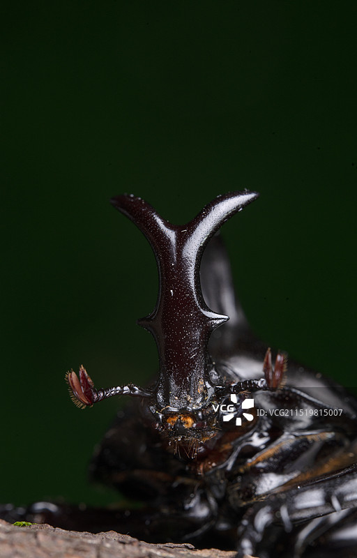 戴叉犀金龟图片素材