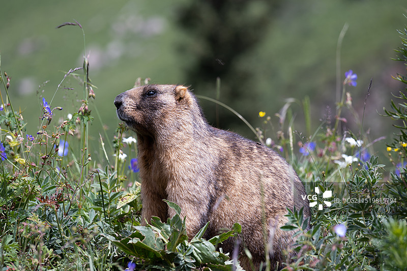 夏塔土拨鼠图片素材
