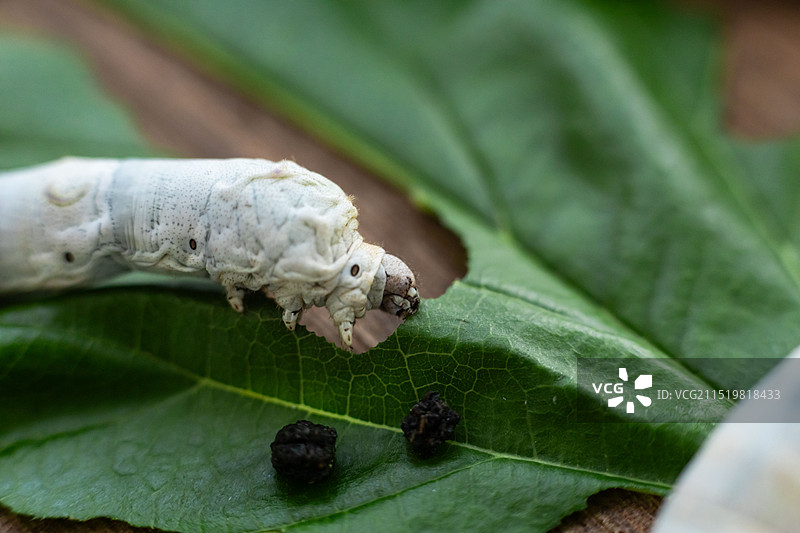 养蚕 蚕吃桑叶特写 蚕宝宝图片素材