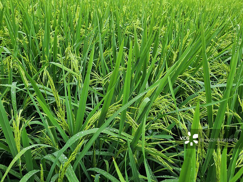 抽穗的水稻图片素材