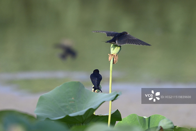 燕子小鸟喂雏在荷花荷叶荷塘莲蓬上图片素材