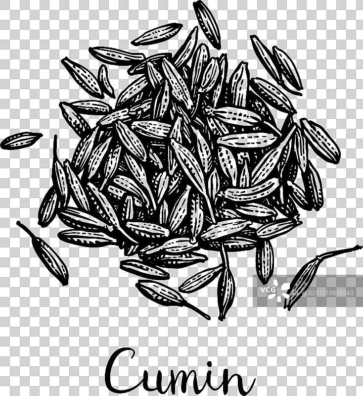 小茴香籽墨水草图图片素材