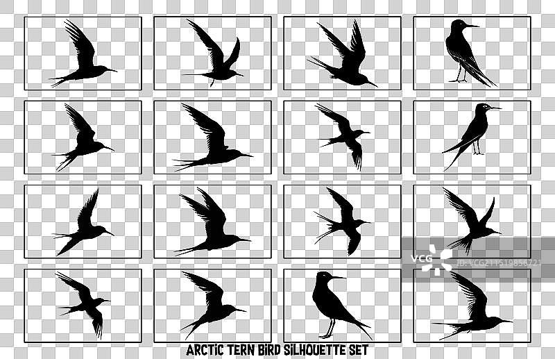 飞翔的北极燕鸥剪影图片素材