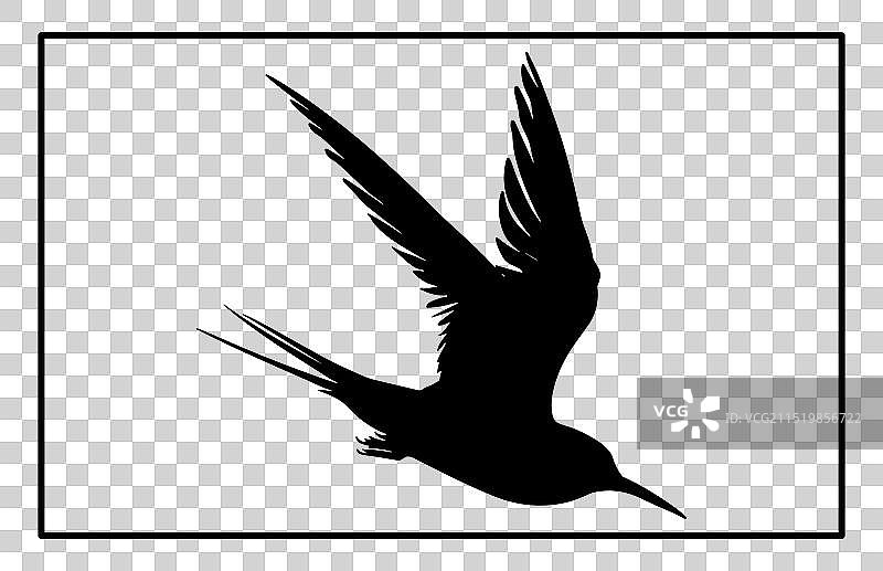 飞翔北极燕鸥剪影图片素材