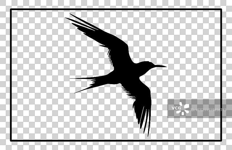 飞翔北极燕鸥剪影图片素材