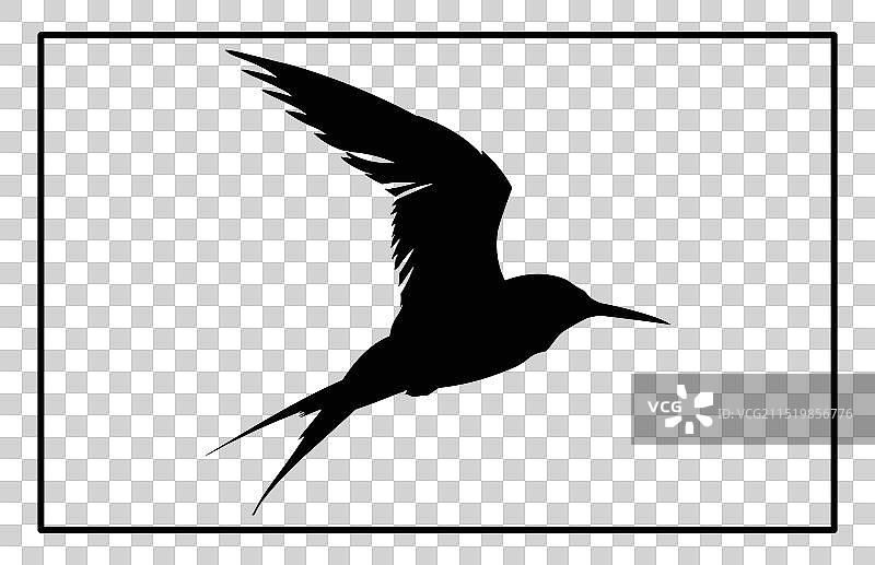 飞翔北极燕鸥剪影图片素材