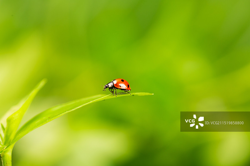 七星瓢虫 甲虫 昆虫 背景 壁纸主题图片素材