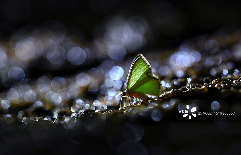 夜幕下的绿蛾图片素材