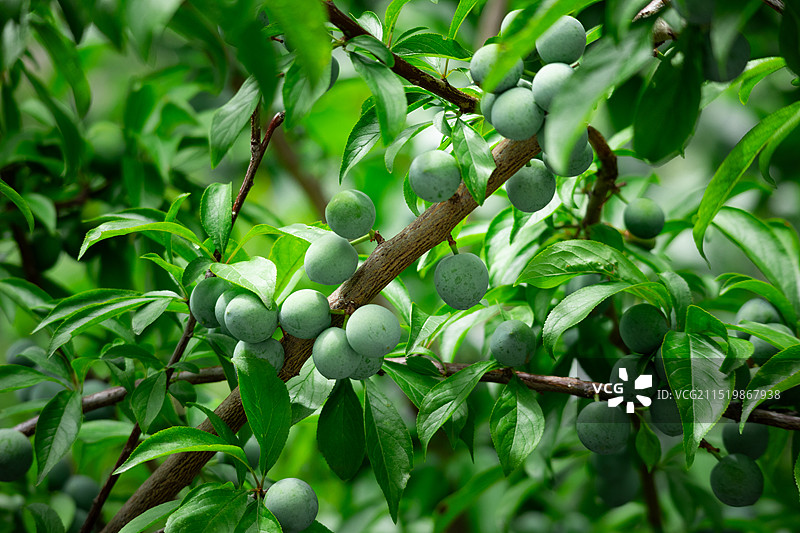 青李子图片素材