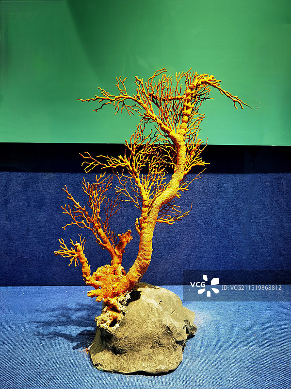 任务投稿：大连自然博物馆景观系列之展品珊瑚（辽宁省大连市）图片素材