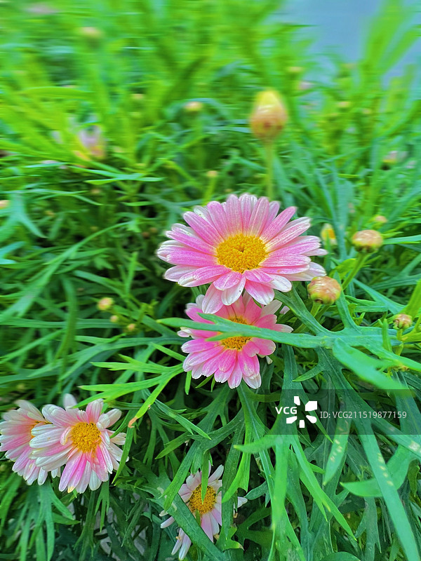 粉红色菊花的高角度视野图片素材