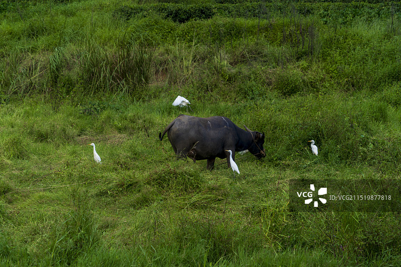 水牛与白鹭和谐共处的场景图片素材