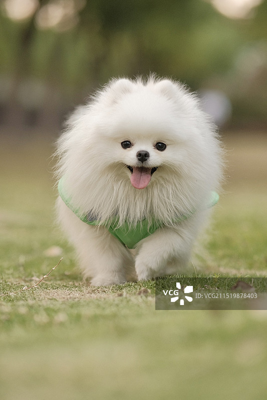 草地上的可愛博美特寫图片素材