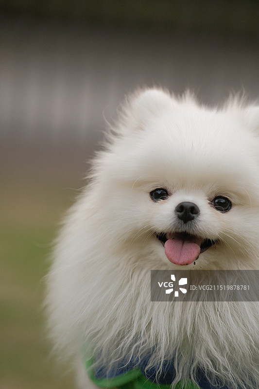 草地上的可愛博美特寫图片素材