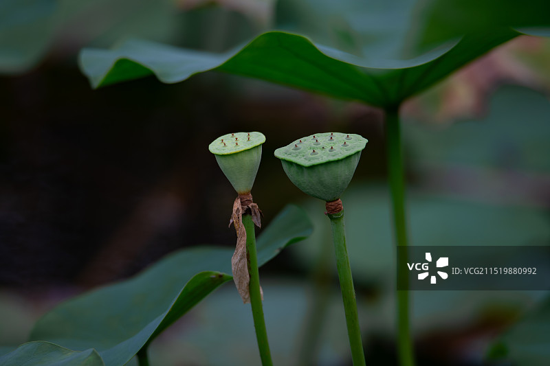 绿色的莲蓬图片素材