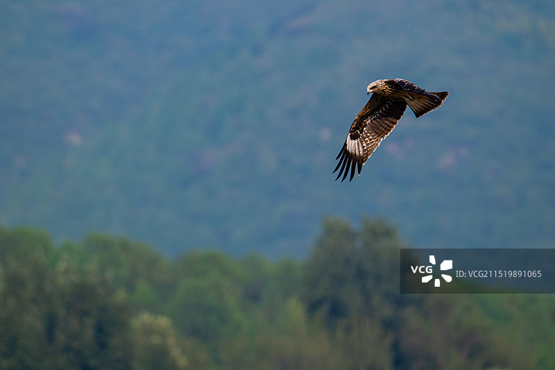 《黒鸢》图片素材