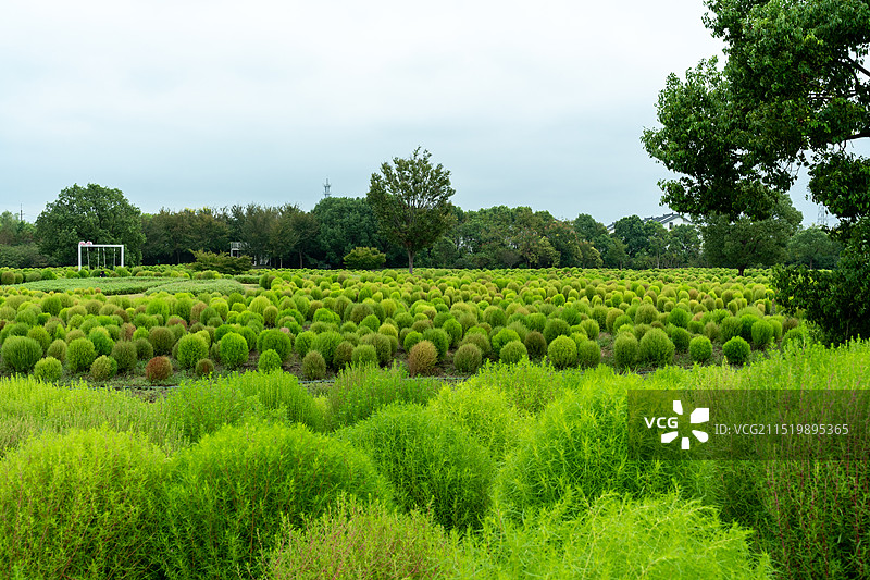 上海金山花开海上生态园风景图片素材