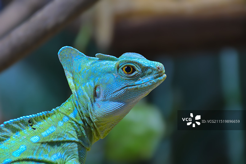 绿鬣蜥图片素材