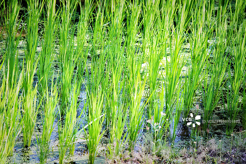 阳光下的青禾在水田里的特写镜头图片素材