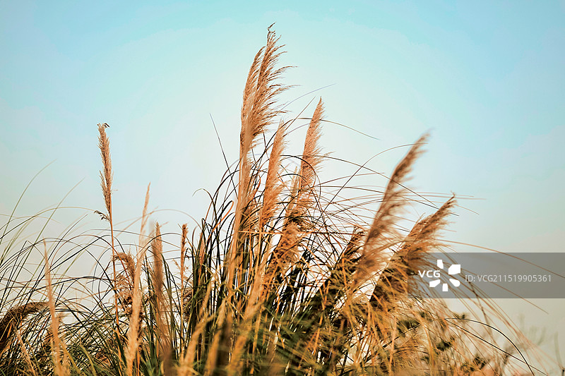 蒲苇图片素材