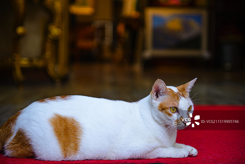 大芬油画村的动物图片素材