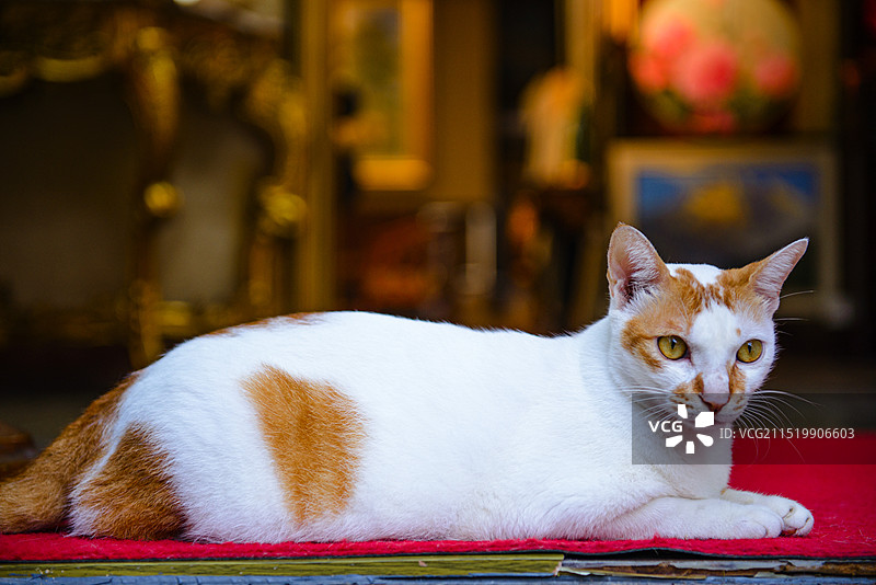 大芬油画村猫咪的特写镜头图片素材