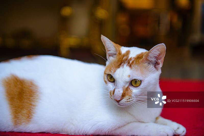 大芬油画村猫咪的特写镜头图片素材