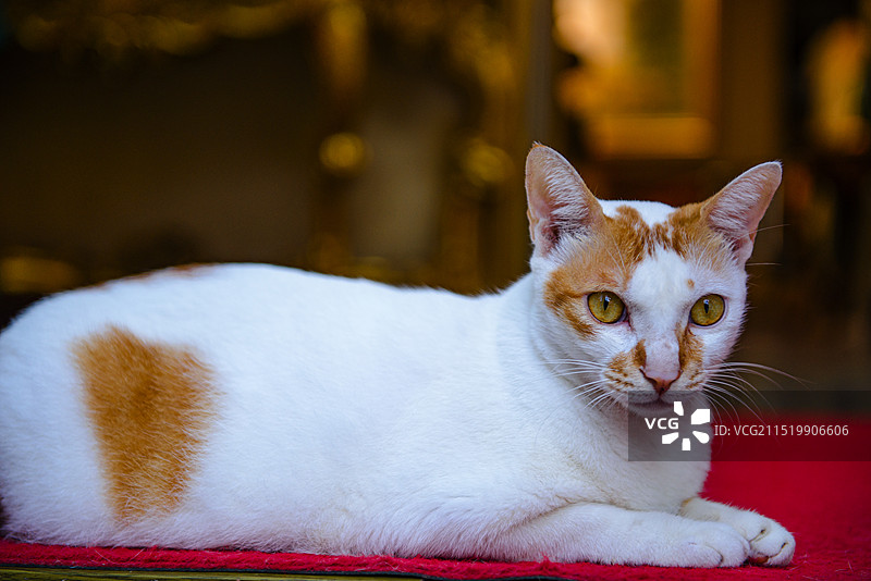 大芬油画村猫咪的特写镜头图片素材