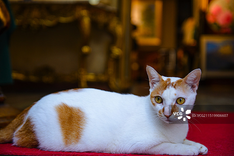 大芬油画村猫咪的特写镜头图片素材