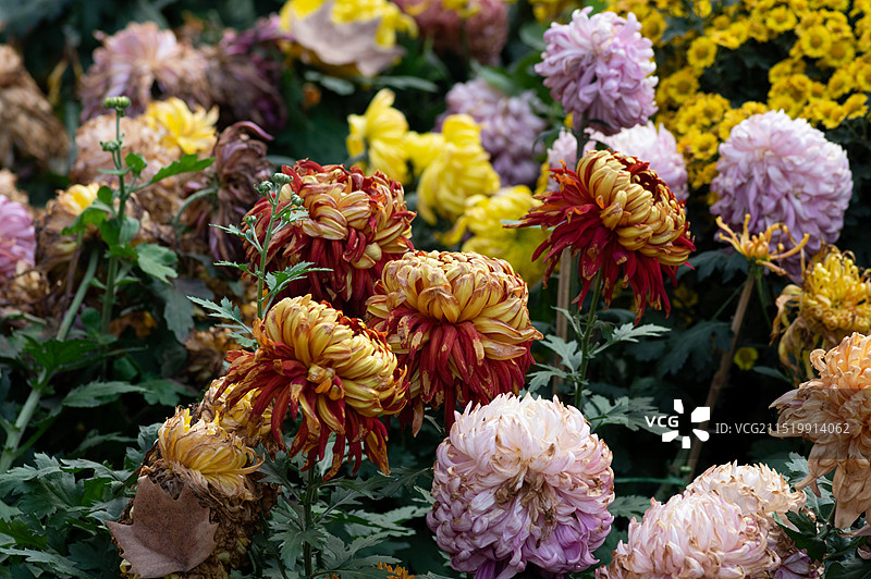 中国四川成都人民公园菊花展，秋天寒露时节，盛开的菊花特写图片素材