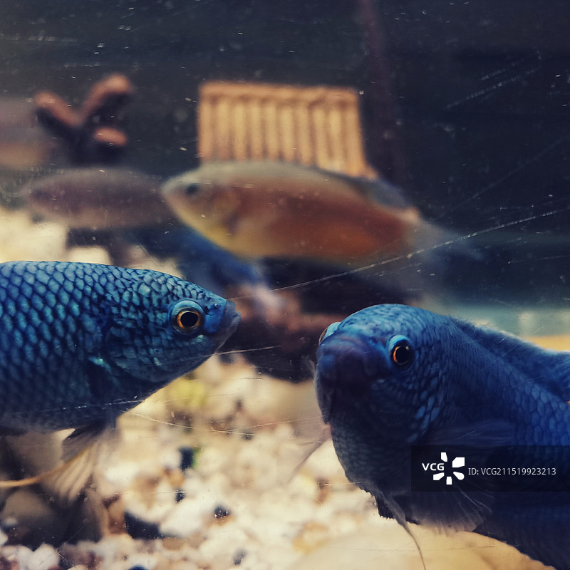 鱼在水族馆游泳的特写镜头图片素材