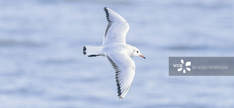 深圳湾海鸥存图图片素材