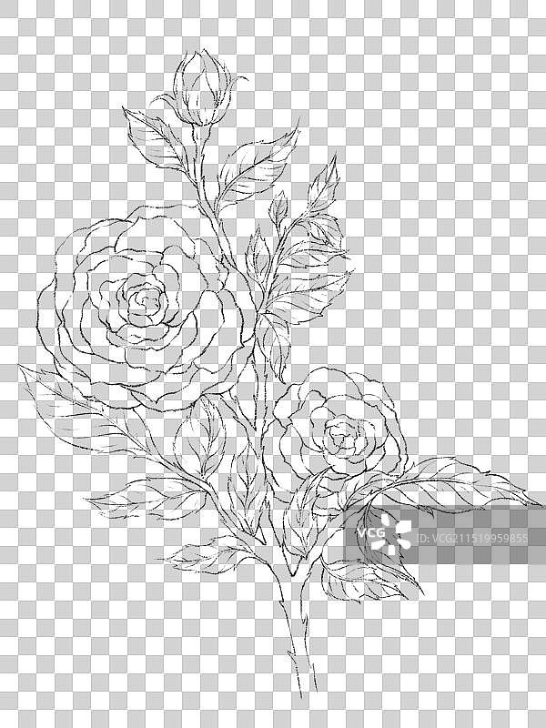 手绘水彩花卉玫瑰线稿图片素材