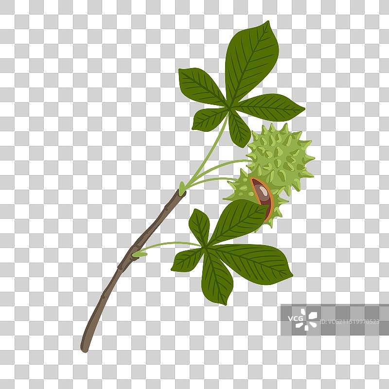 七叶树树枝绘画图片素材