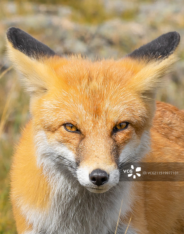 小狐狸图片素材