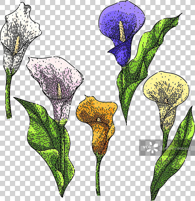 手绘马蹄莲素描图片素材
