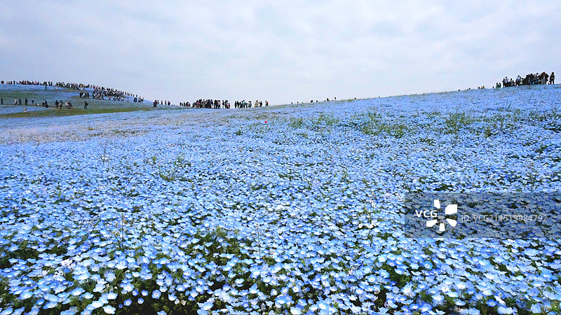 日本茨城县常陆那珂市，国营常陆海滨公园的粉蝶花图片素材